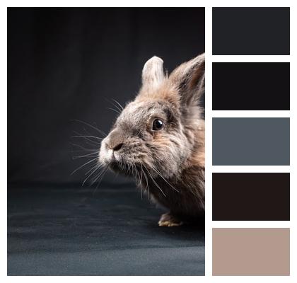 Lionhead Rabbit Rabbit Bunny Image